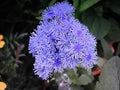Floss Flower seeds for Planting Low Maintenance, Heirloom & GMO Free Seeds for Home Garden seeds for planting