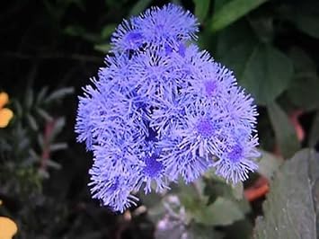 Floss Flower seeds for Planting Low Maintenance, Heirloom & GMO Free Seeds for Home Garden seeds for planting