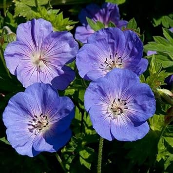 Rozanne Flower seeds for Planting - Vibrant Colors, Heirloom & GMO Free Seeds for Home Garden
 
 Sale seeds for home garden