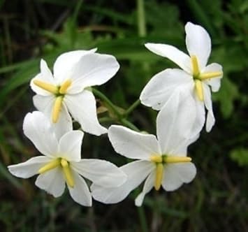 White Leucocoryne Flower seeds for Planting Long Bloom Season, Heirloom & GMO Free Seeds for Home Garden vegetable and garden seeds