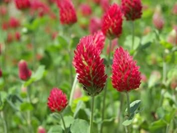 Red Clover Flower seeds for Planting - Easy to Grow, Heirloom & GMO Free Seeds for Home Garden
 
 Sale seeds for home garden