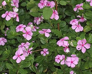 Pink Catharanthus Flower seeds for Planting Seasonal Bloomer, Heirloom & GMO Free Seeds for Home Garden seeds for planting