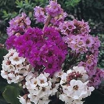 High quality Mixed Bergenia Cordifolia Flower seeds for Planting Compact Growth, Heirloom & GMO Free Seeds for Home Garden seeds pack
