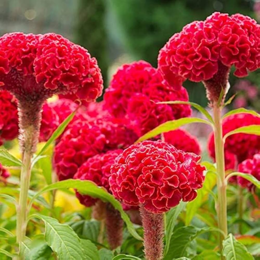 High quality Dark Pink Celosia Seeds Flower seeds for Planting Seasonal Bloomer, Heirloom & GMO Free Seeds for Home Garden seeds pack