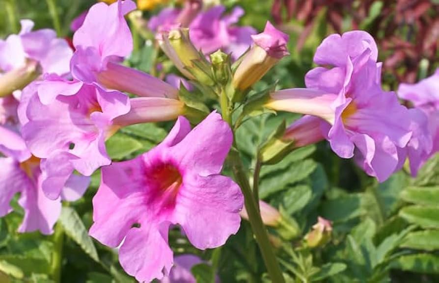 High quality Incarvillea Delavayi Flower seeds for Planting Shade Tolerant, Heirloom & GMO Free Seeds for Home Garden seeds pack