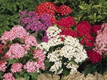 Mixed Star Pentas Flower seeds for Planting Shade Tolerant, Heirloom & GMO Free Seeds for Home Garden seeds for planting