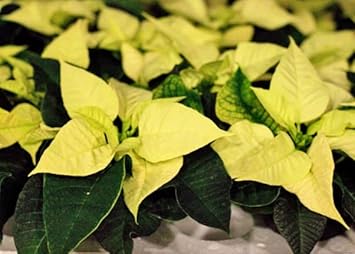 Light Yellow Poinsettia Flower seeds for Planting Pollinator Friendly, Heirloom & GMO Free Seeds for Home Garden seeds for planting