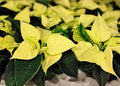 Light Yellow Poinsettia Flower seeds for Planting Pollinator Friendly, Heirloom & GMO Free Seeds for Home Garden seeds for planting