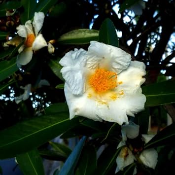 Eggflowers Flower seeds for Planting Shade Tolerant, Heirloom & GMO Free Seeds for Home Garden vegetable and garden seeds
