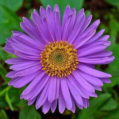 Aster Flower seeds for Planting Perfect for Borders Heirloom & GMO Free Seeds for Home Garden