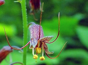 Mothers Menziesii Flower seeds for Planting Cut Flower Favorite, Heirloom & GMO Free Seeds for Home Garden seeds for planting