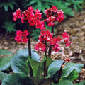 Red Bergenia Flower seeds for Planting Drought Tolerant, Heirloom & GMO Free Seeds for Home Garden seeds for planting