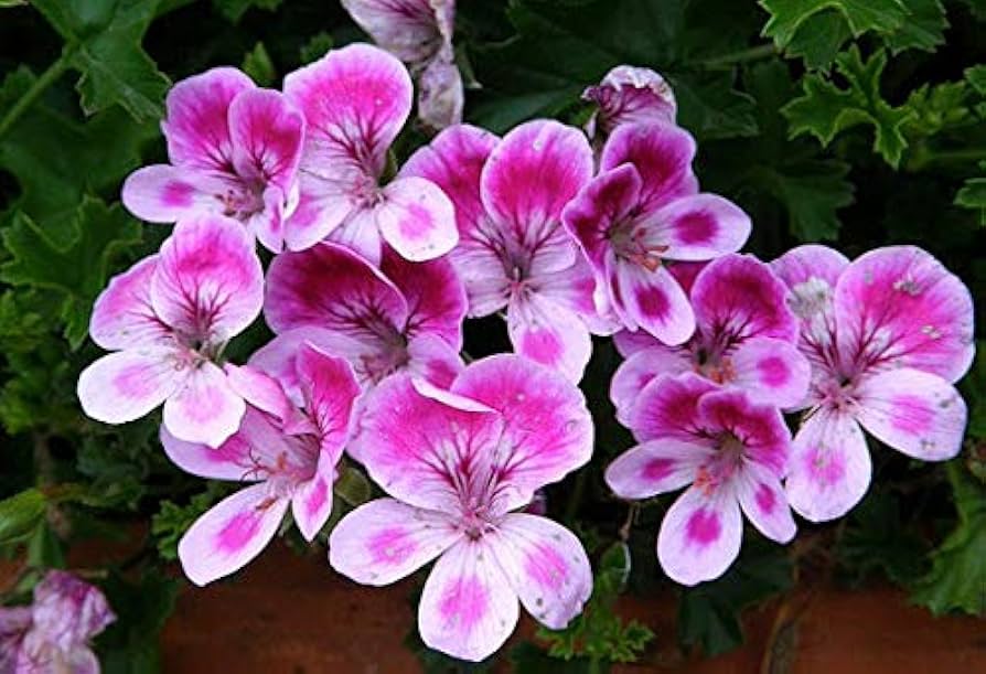 Purple Pink Geranium Flower Seeds for Planting, Heirloom Non-GMO, High Germination Organic Garden Seeds