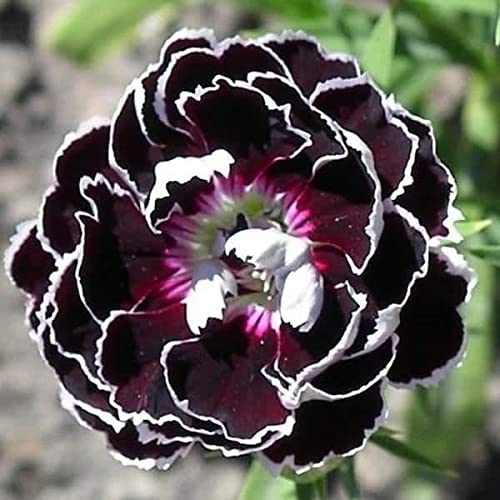 High quality Carnations Black Flower seeds for Planting Drought Tolerant, Heirloom & GMO Free Seeds for Home Garden seeds pack