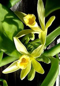 Vanilla Orchid Flower seeds for Planting Easy to Grow, Heirloom & GMO Free Seeds for Home Garden seeds for planting