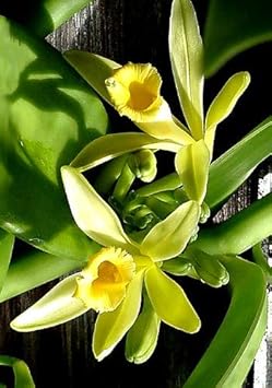 Vanilla Orchid Flower seeds for Planting Easy to Grow, Heirloom & GMO Free Seeds for Home Garden seeds for planting