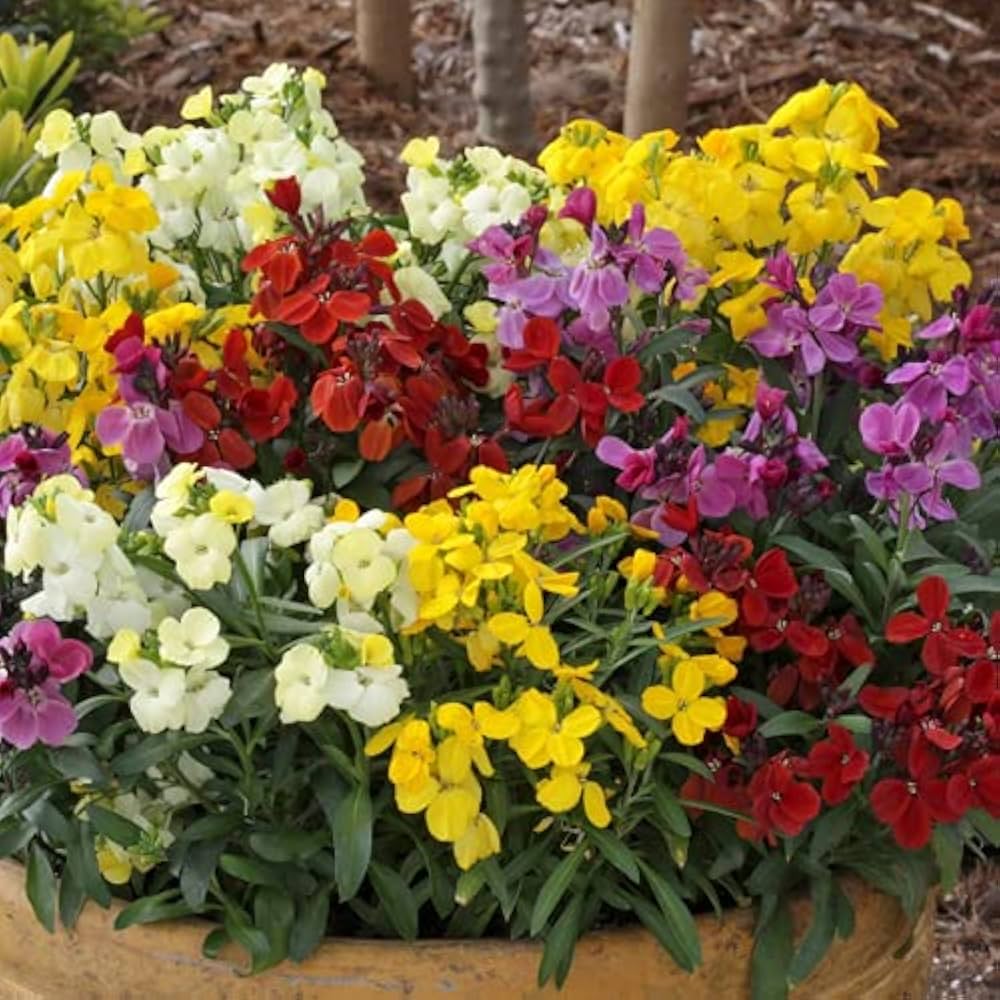 Premium Mixed Erysimum Flower seeds for Planting Shade Tolerant, Heirloom & GMO Free Seeds for Home Garden seeds