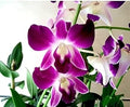Butterfly Orchids White Violet Flower seeds for Planting Fragrant Blossoms, Heirloom & GMO Free Seeds for Home Garden seeds for planting