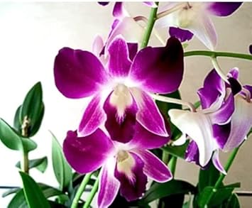 Butterfly Orchids White Violet Flower seeds for Planting Fragrant Blossoms, Heirloom & GMO Free Seeds for Home Garden seeds for planting