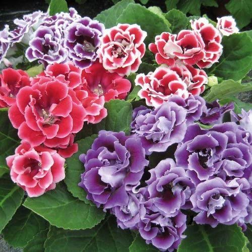 Premium White Orange Gloxinia Flower seeds for Planting Cottage Garden Essential, Heirloom & GMO Free Seeds for Home Garden seeds