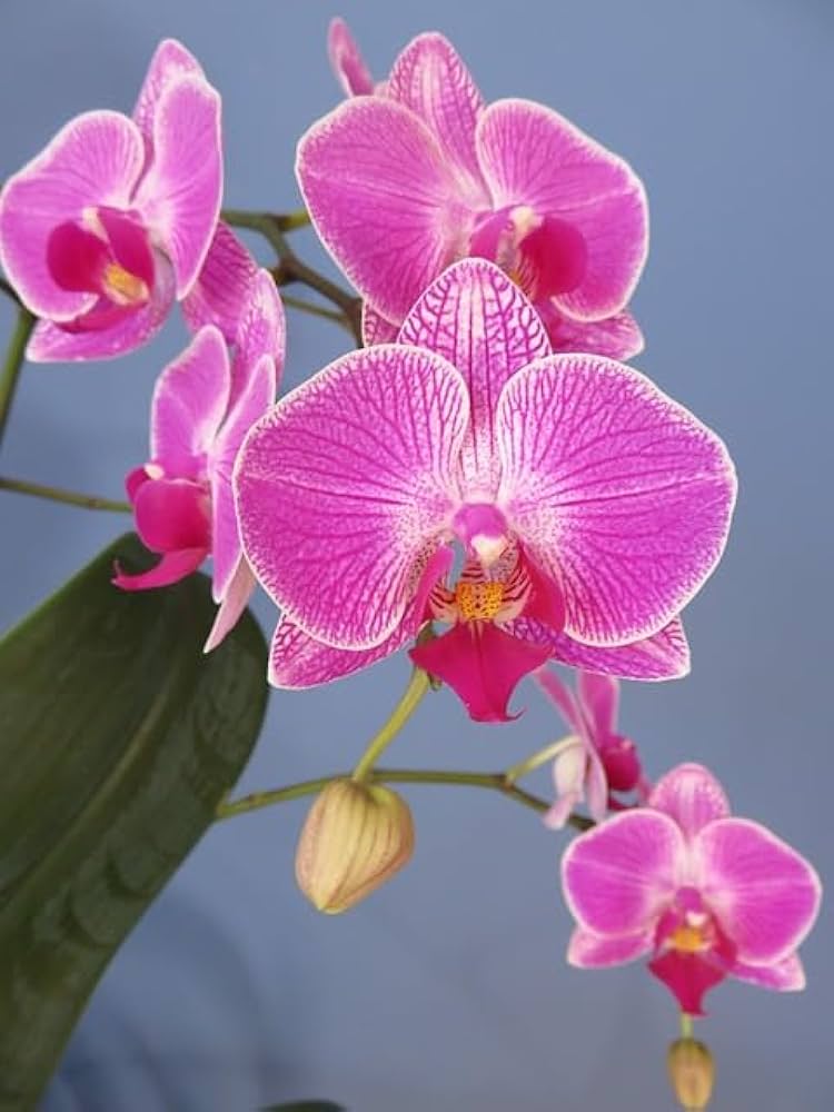 Violet Butterfly Orchid Flower seeds for Planting Low Maintenance, Heirloom & GMO Free Seeds for Home Garden vegetable and garden seeds
