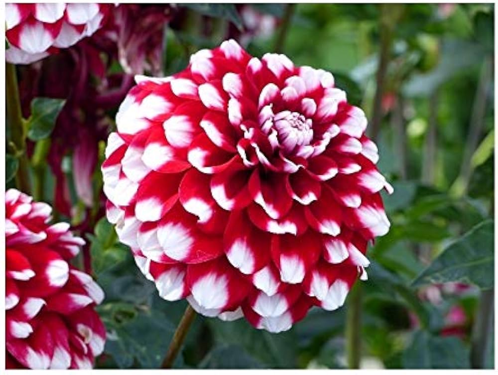 White and Red Chrysanthemum Flower seeds for Planting Fragrant Blossoms, Heirloom & GMO Free Seeds for Home Garden vegetable and garden seeds