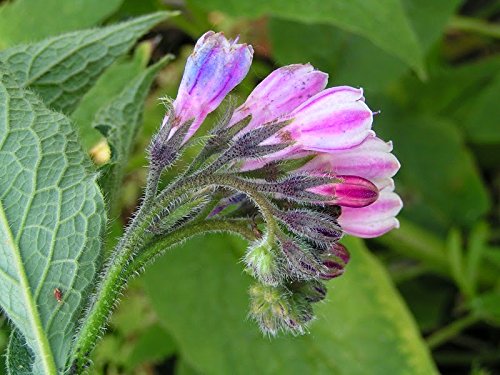 Purple Symphytum Flower seeds for Planting Colorful Display, Heirloom & GMO Free Seeds for Home Garden vegetable and garden seeds
