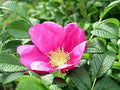 Pink Rugosa Rose Flower seeds for Planting Vibrant Colors, Heirloom & GMO Free Seeds for Home Garden seeds for planting