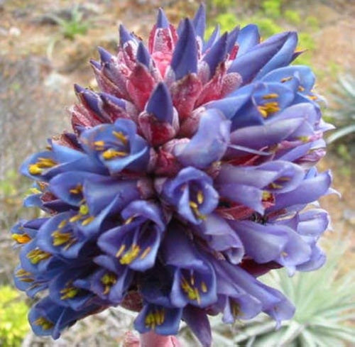 Blue Puya Venusta Flower seeds for Planting Fragrant Blossoms, Heirloom & GMO Free Seeds for Home Garden seeds for planting