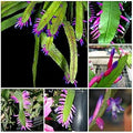 Green Wittia Amazonica Flower seeds for Planting Fragrant Blossoms, Heirloom & GMO Free Seeds for Home Garden seeds for planting