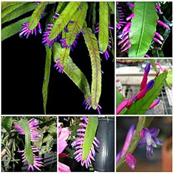Green Wittia Amazonica Flower seeds for Planting Fragrant Blossoms, Heirloom & GMO Free Seeds for Home Garden seeds for planting
