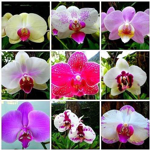 Premium Multi Colored Phalaenopsis Orchid Flower seeds for Planting Long Bloom Season, Heirloom & GMO Free Seeds for Home Garden seeds
