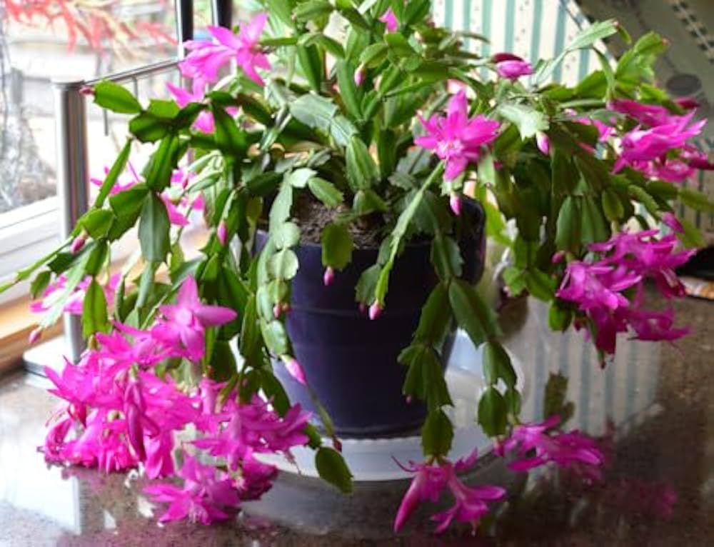 Purple White Schlumbergera Flower seeds for Planting Vibrant Colors, Heirloom & GMO Free Seeds for Home Garden seeds for planting