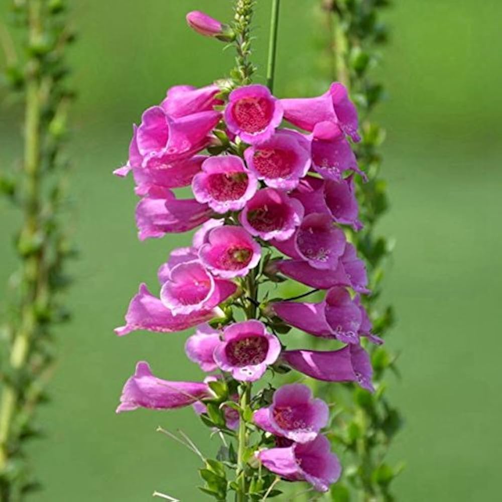 Pink Climbing Foxglove Flower seeds for Planting - Easy to Grow, Heirloom & GMO Free Seeds for Home Garden