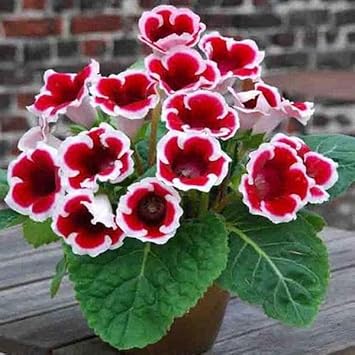Red & White Gloxinia Flower seeds for Planting Pollinator Friendly, Heirloom & GMO Free Seeds for Home Garden seeds for planting
