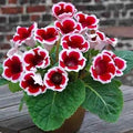 Red & White Gloxinia Flower seeds for Planting Pollinator Friendly, Heirloom & GMO Free Seeds for Home Garden seeds for planting