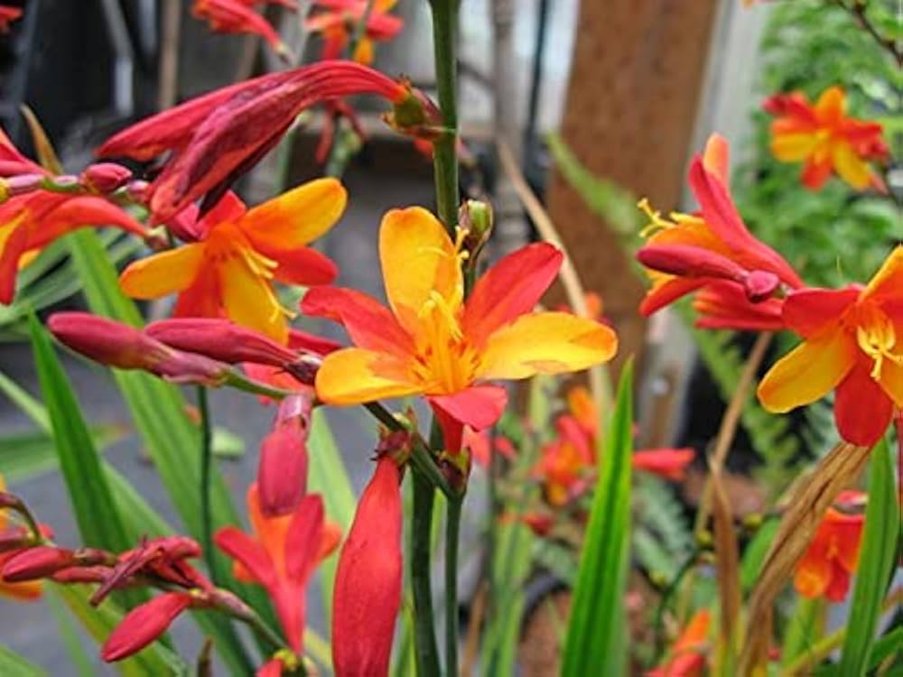 High quality Crocosmia Flower seeds for Planting Wildflower Mix, Heirloom & GMO Free Seeds for Home Garden seeds pack