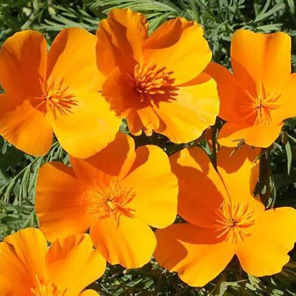 Yellow Eschscholzia Flower seeds for Planting Colorful Display, Heirloom & GMO Free Seeds for Home Garden vegetable and garden seeds