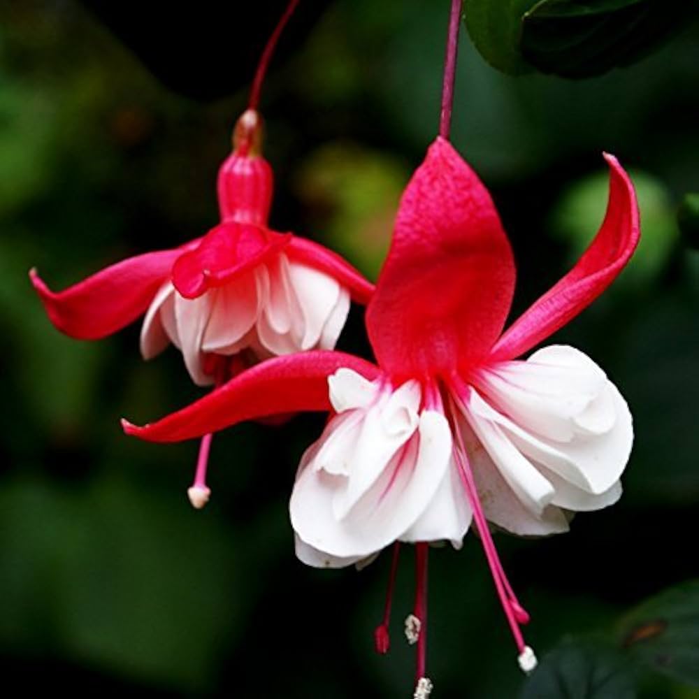 Fuchsia Perennial Flower seeds for Planting Garden Favorite Heirloom & GMO Free Seeds for Home Garden