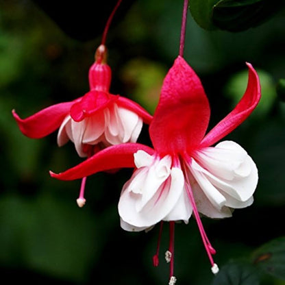 Fuchsia Perennial Flower seeds for Planting Garden Favorite Heirloom & GMO Free Seeds for Home Garden
