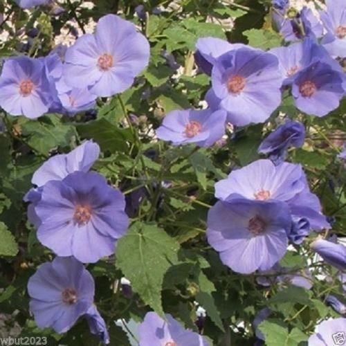 Premium Purple Abutilon Striatum Flower seeds for Planting Compact Growth, Heirloom & GMO Free Seeds for Home Garden seeds