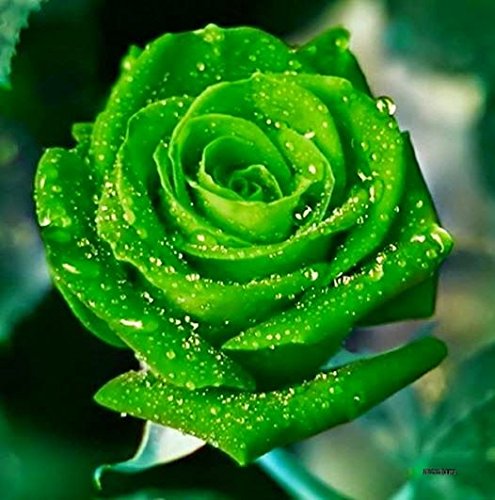 Light Green Rose Flower seeds for Planting Fragrant Blossoms, Heirloom & GMO Free Seeds for Home Garden vegetable and garden seeds