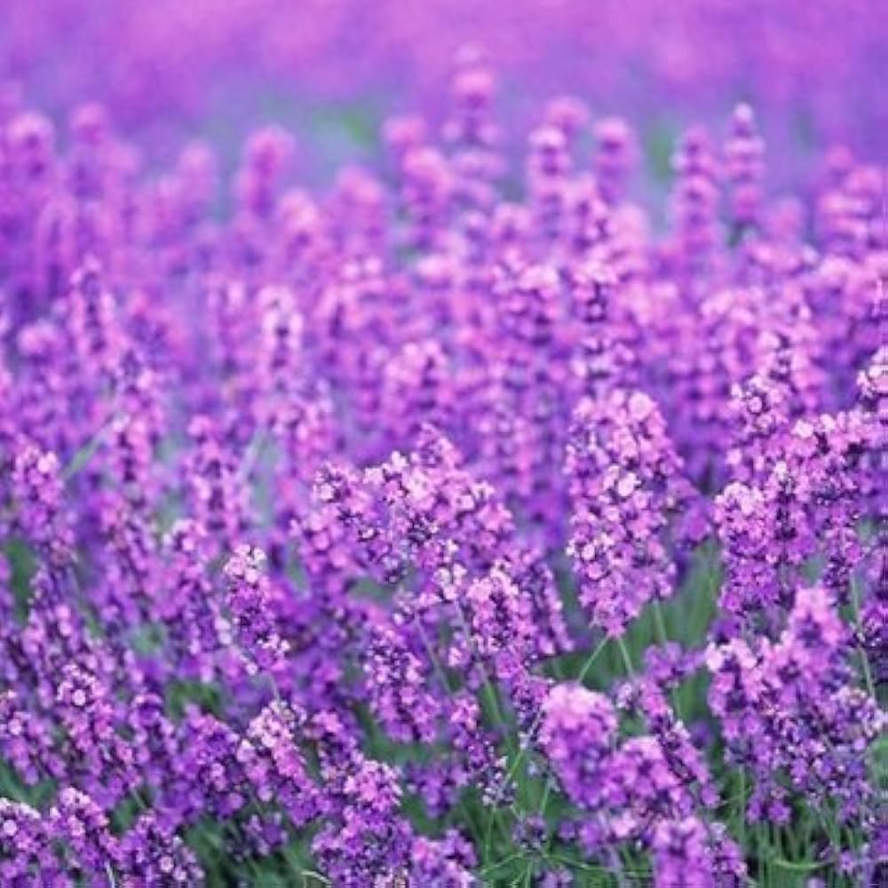 Provence Lavender Flower seeds for Planting Easy to Grow, Heirloom & GMO Free Seeds for Home Garden vegetable and garden seeds
