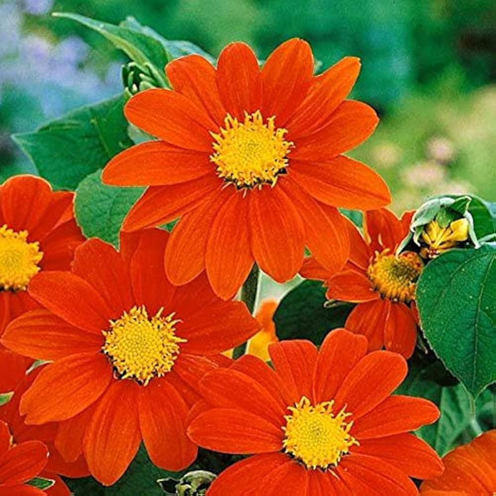 Orange Tithonia Flower seeds for Planting Vibrant Colors, Heirloom & GMO Free Seeds for Home Garden seeds for planting