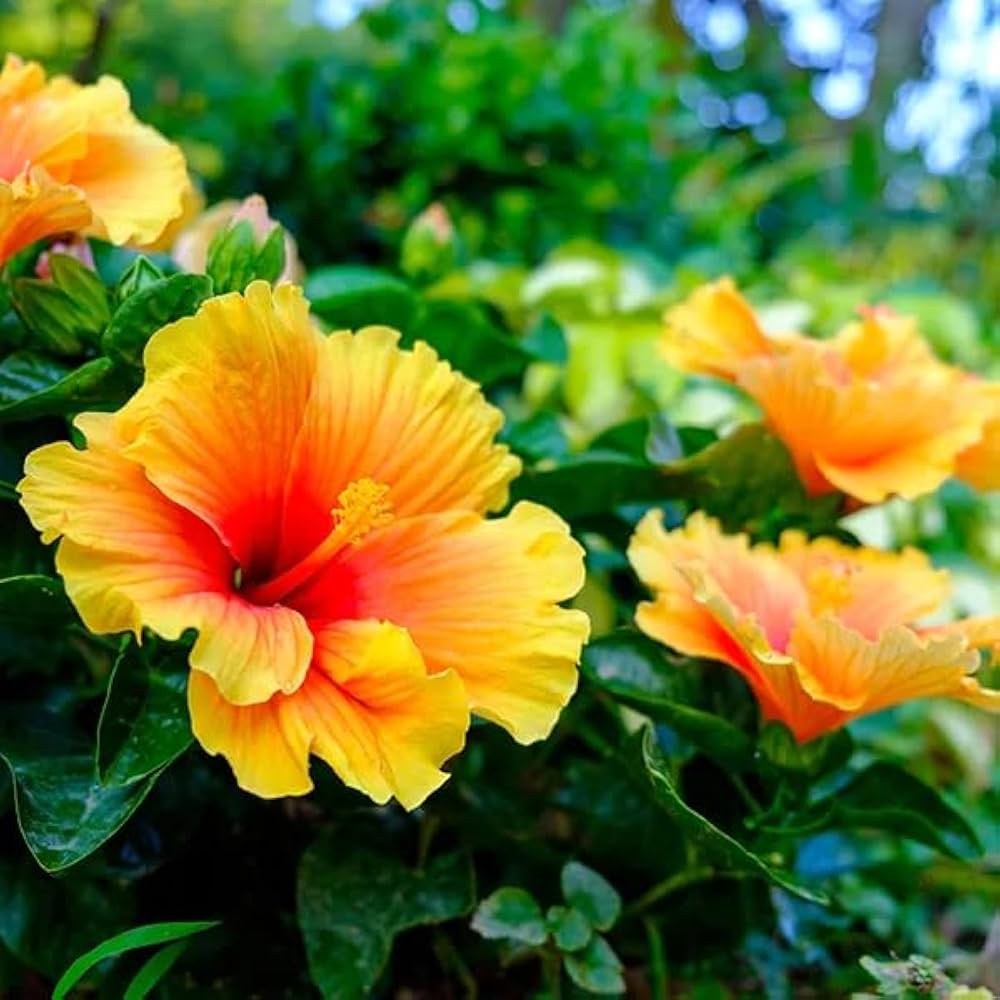 Pink Yellow Hibiscus Flower seeds for Planting Shade Tolerant, Heirloom & GMO Free Seeds for Home Garden vegetable and garden seeds