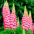 Light Pink Lupine Flower seeds for Planting Drought Tolerant, Heirloom & GMO Free Seeds for Home Garden seeds for planting