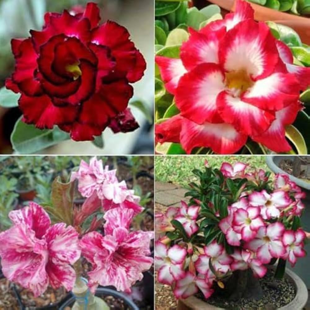 Premium Pink Obesum Flower seeds for Planting Low Maintenance, Heirloom & GMO Free Seeds for Home Garden seeds