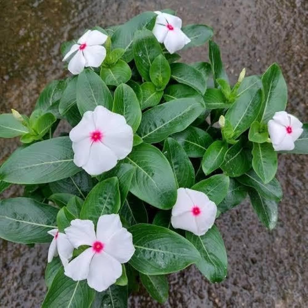 Periwinkle Flower seeds for Planting Colorful Display, Heirloom & GMO Free Seeds for Home Garden vegetable and garden seeds