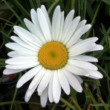 White Leucanthem Flower seeds for Planting Seasonal Bloomer, Heirloom & GMO Free Seeds for Home Garden seeds for planting