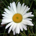 White Leucanthem Flower seeds for Planting Seasonal Bloomer, Heirloom & GMO Free Seeds for Home Garden seeds for planting